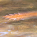 Oak Leaf on a Stream by skipt07