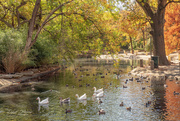 11th Nov 2020 - Trinity Park Duck Ponds