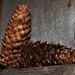 Spruce Cone Buddies by sandlily