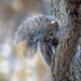 Grey Squirrel by fayefaye