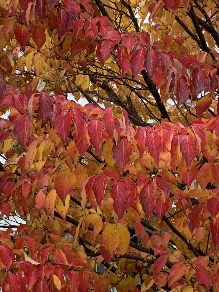 Fall hues by kimhearn