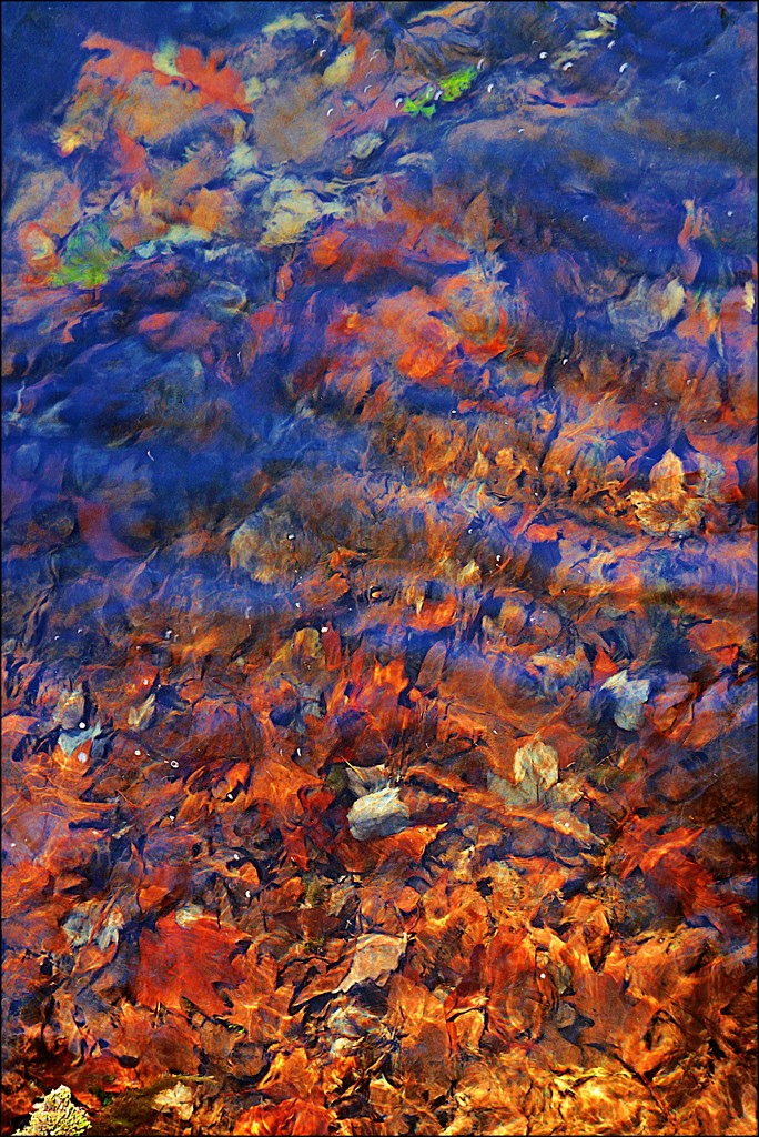 Fiery Leaves in a Pool of Water by olivetreeann