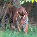I Should Have Been King of The Jungle  by moviegal1