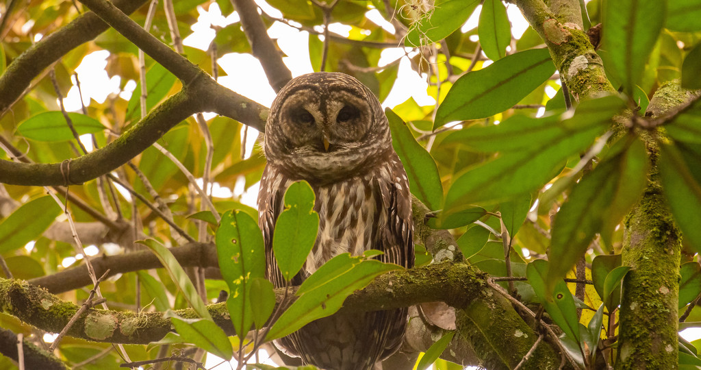 Barred Owl in a Different Tree! by rickster549
