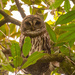 Barred Owl in a Different Tree! by rickster549