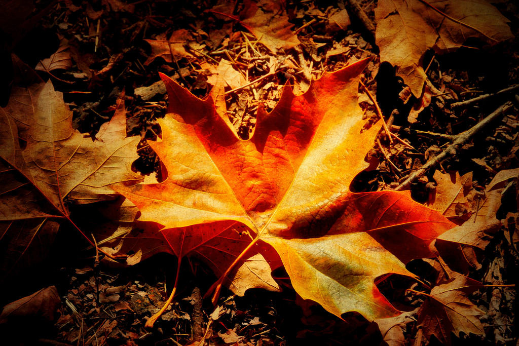 Autumn Leaf by joysfocus