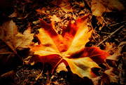 11th Nov 2020 - Autumn Leaf