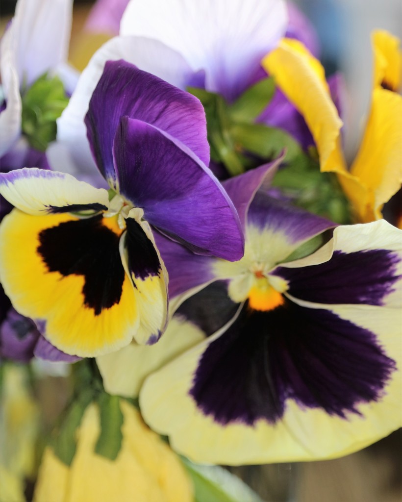 January 5: Pansies by daisymiller