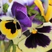 January 5: Pansies by daisymiller