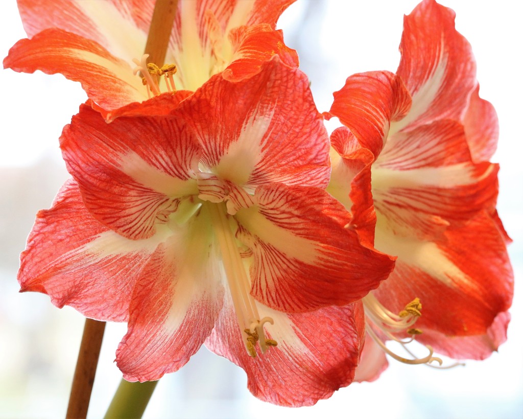 January 10: Amaryllis by daisymiller