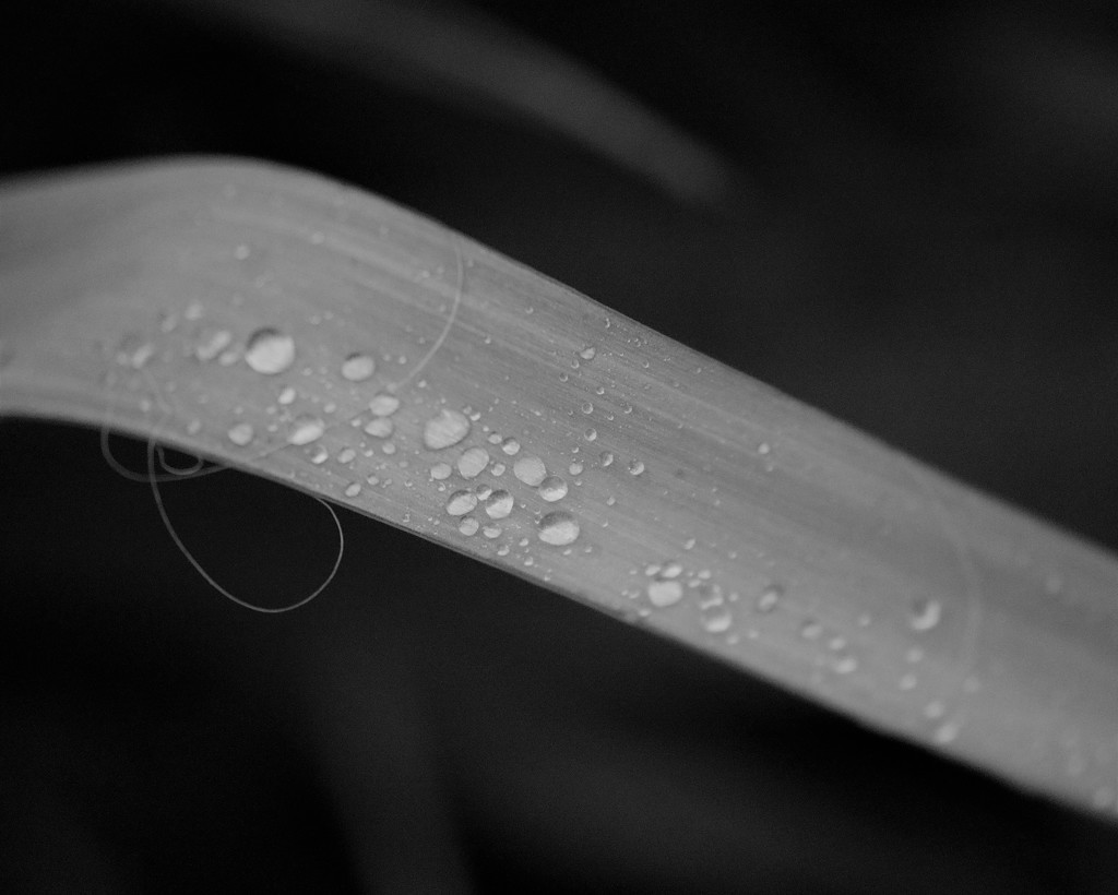 January 11: Water Droplets by daisymiller