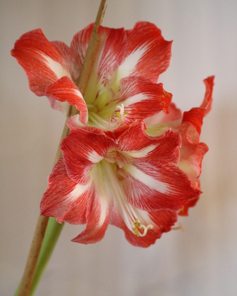 January 12: Amaryllis by daisymiller