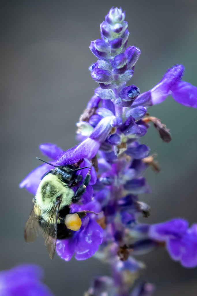 The Bee with a Lot of Pollen by jyokota