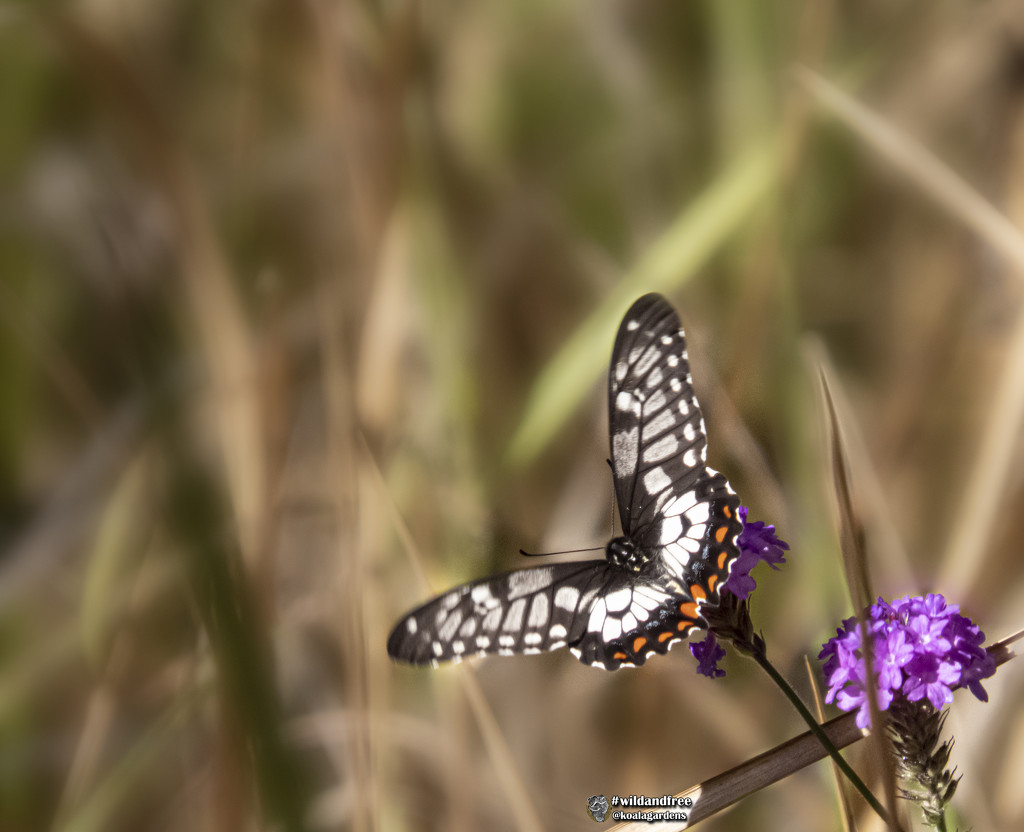 dainty swallowtail by koalagardens