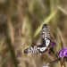 dainty swallowtail by koalagardens