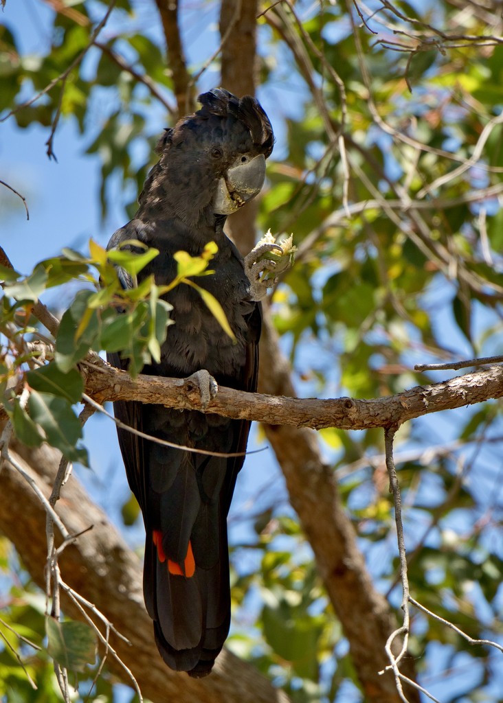 Red Tailed Black Cockatoo PB120265 by merrelyn