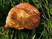12th Nov 2020 - Autumn leaf