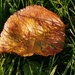 Autumn leaf by flowerfairyann