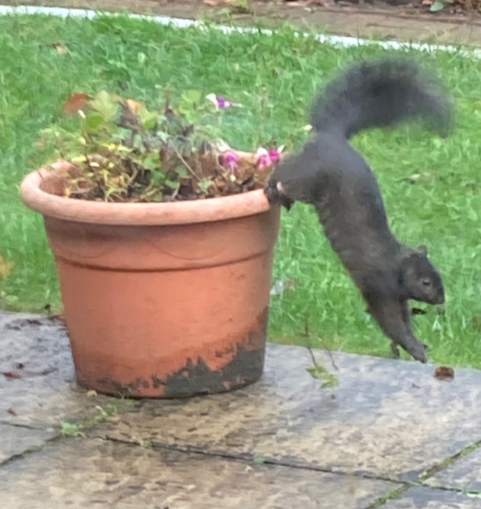 A Common Sight in Hertfordshire - Black Squirrel by elainepenney
