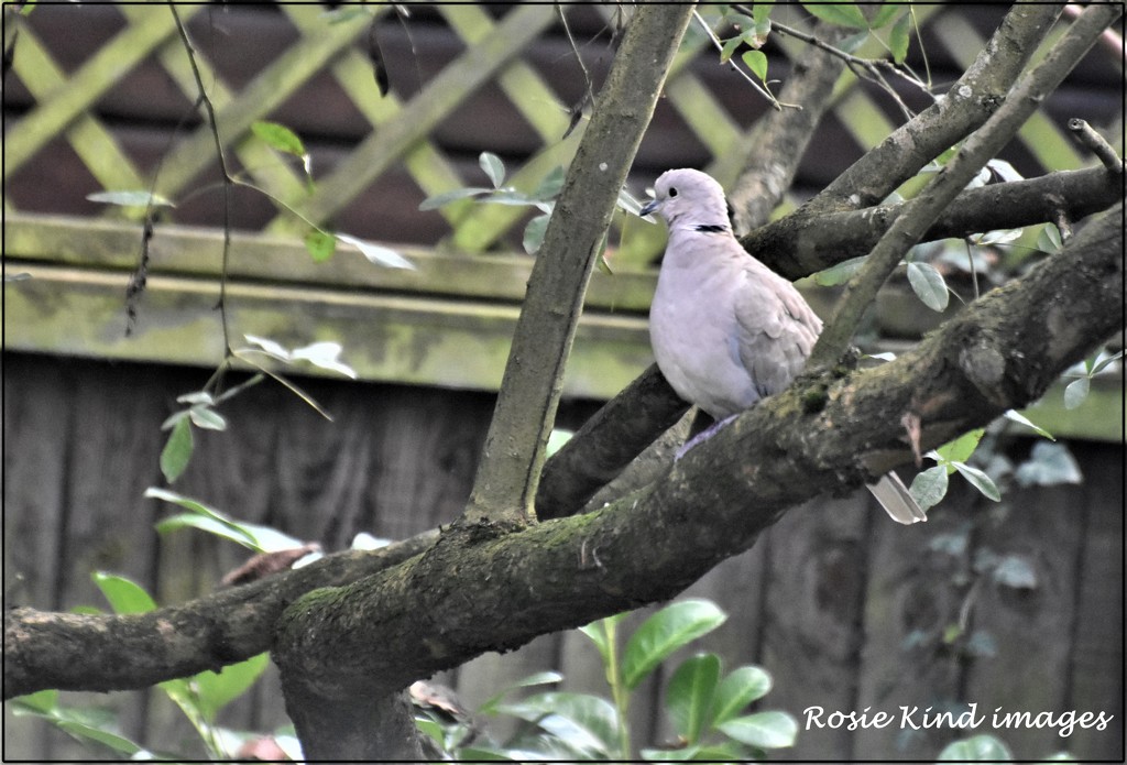 Little dove by rosiekind