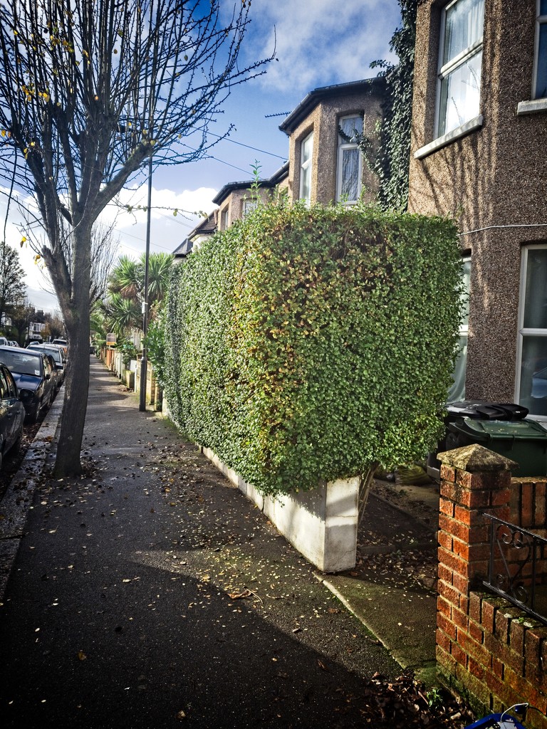 Floating Hedge by billyboy