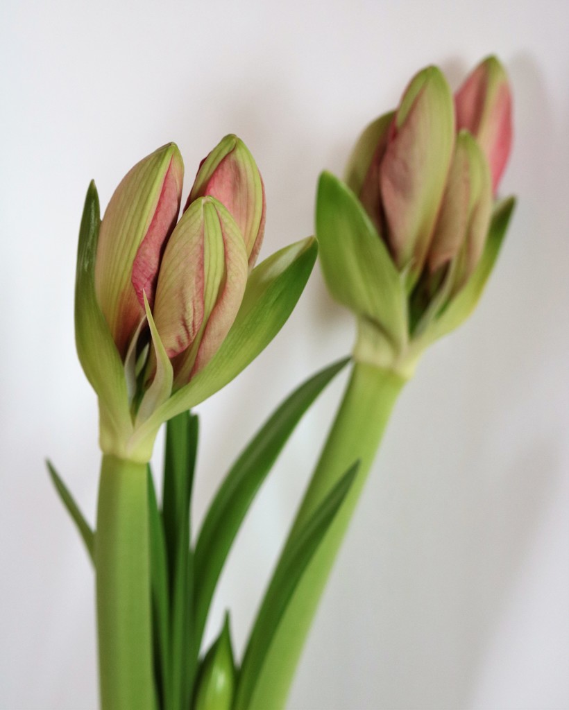 January 14: Amaryllis Buds by daisymiller