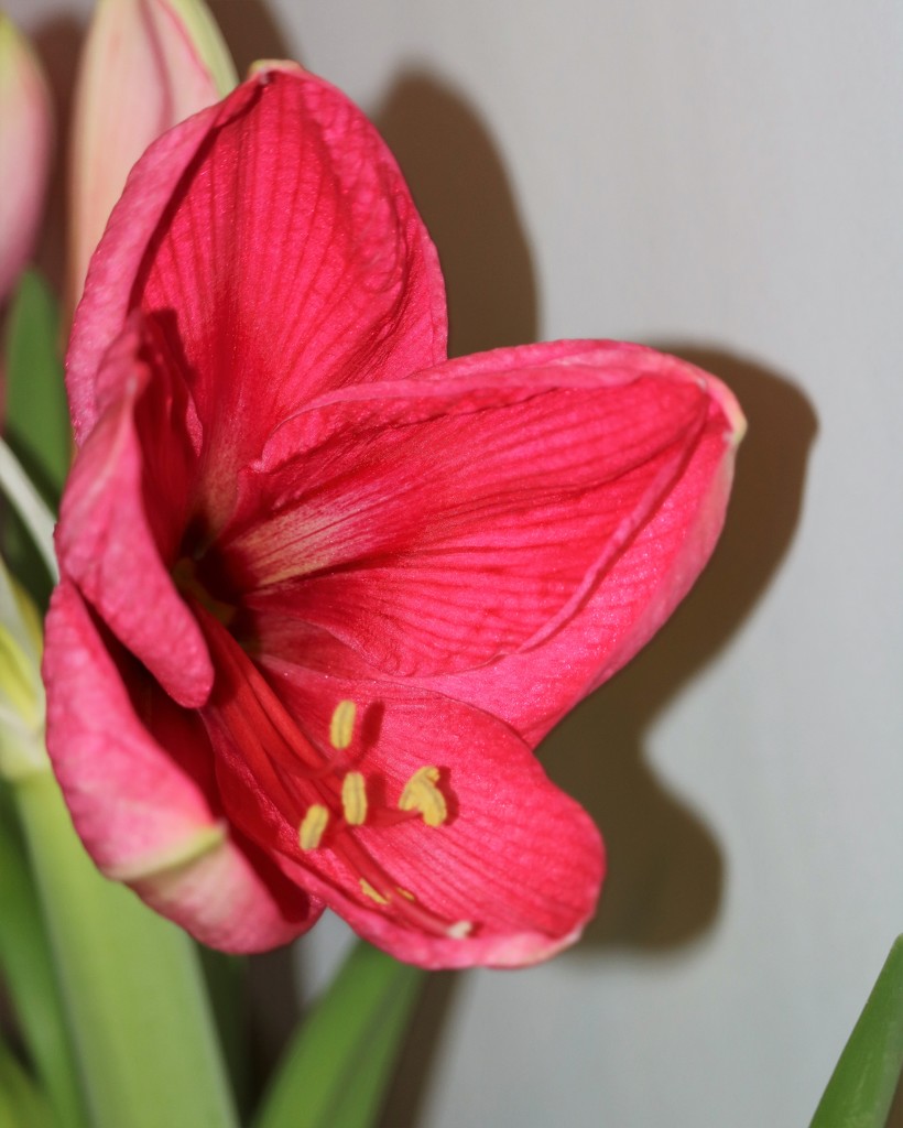 January 16: Amaryllis by daisymiller