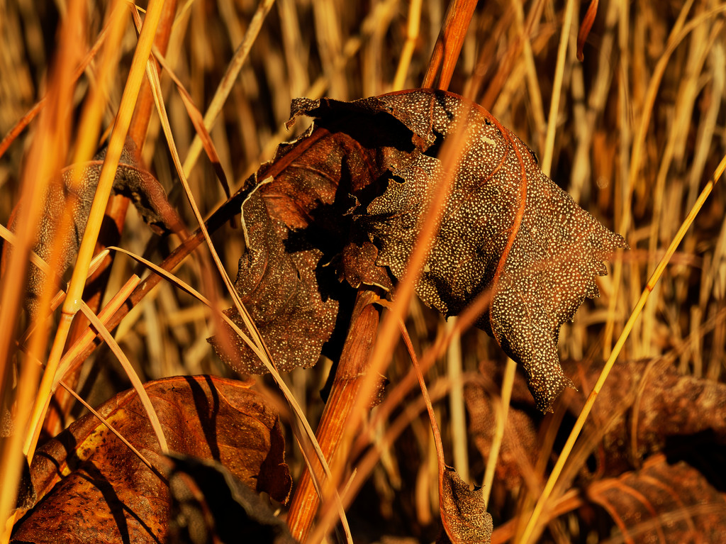 Giant leaves of Prairie Dock by rminer