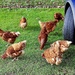 Mobbed by Chickens! by carole_sandford