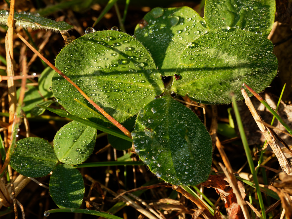 clover with dewdrops by rminer