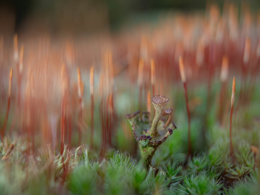 Lichen and moss by haskar