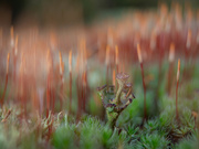12th Nov 2020 - Lichen and moss