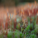 Lichen and moss by haskar