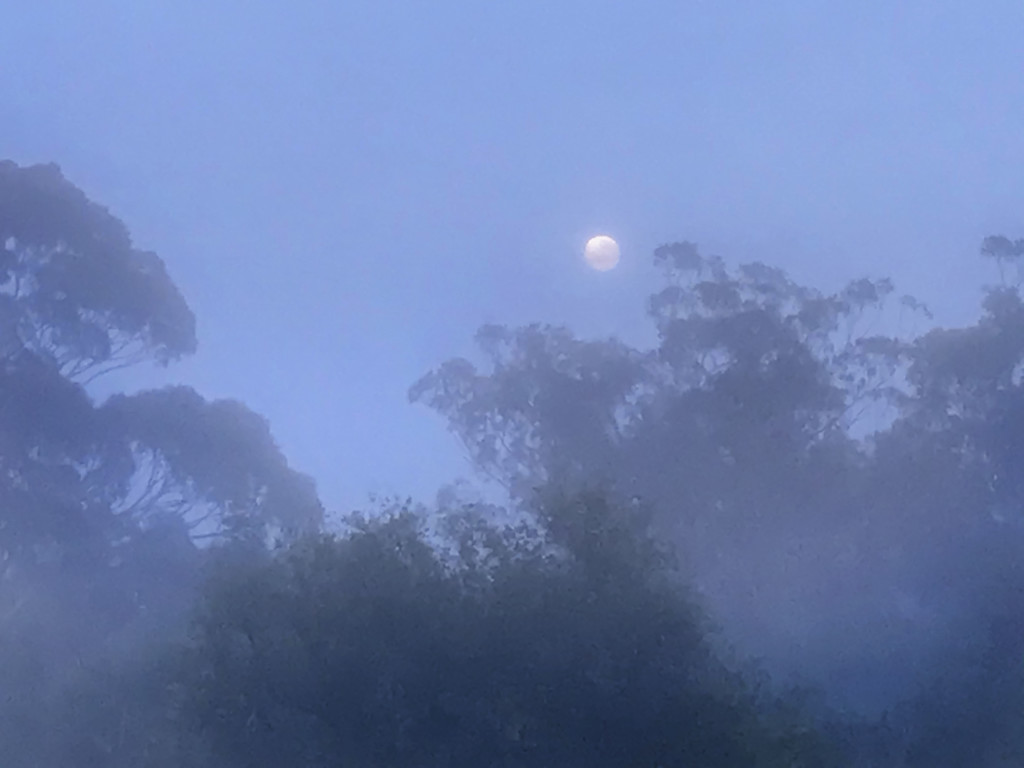 Misty Morning Moon by nickspicsnz