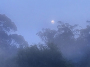 3rd Nov 2020 - Misty Morning Moon