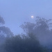 Misty Morning Moon by nickspicsnz