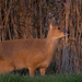 Chinese water deer by ilovelenses