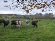 12th Nov 2020 - The local dairy herd