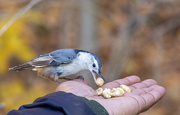 12th Nov 2020 - White-breasted Nuthatch
