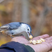 White-breasted Nuthatch by pdulis