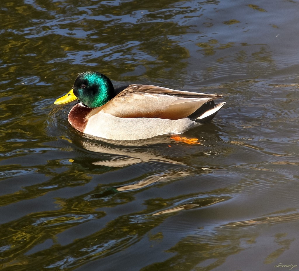 Quack by sherimiya