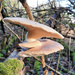 Oyster mushroom by janturnbull