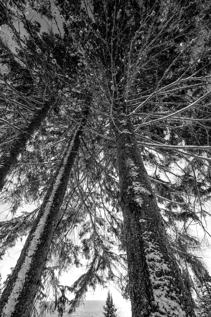 Snow on Tall Trees by tosee