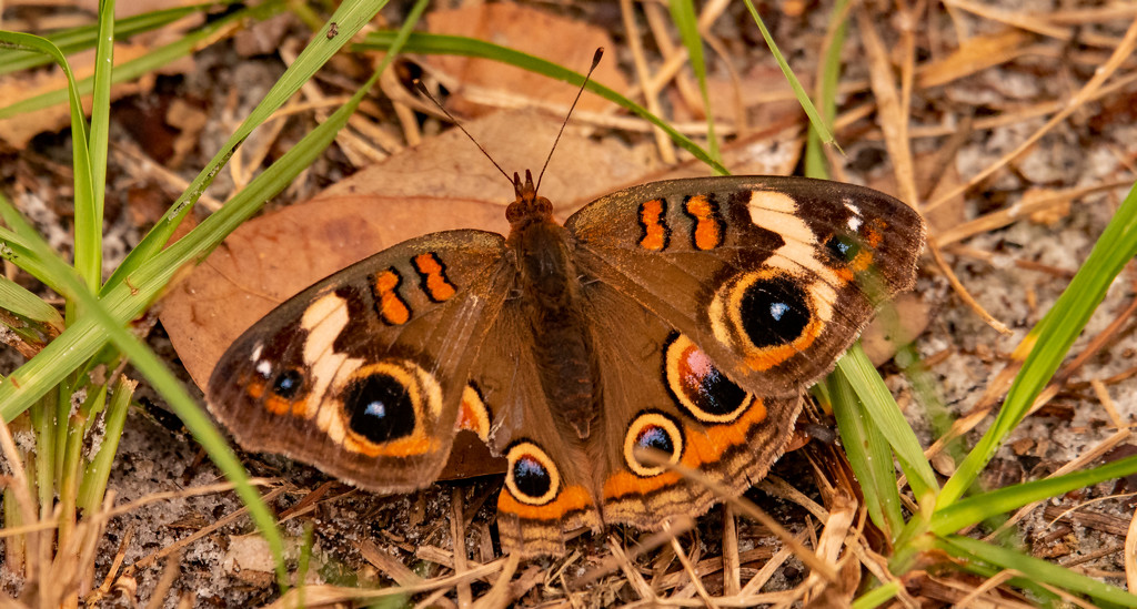 Common Buckeye Butterfly! by rickster549