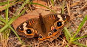 12th Nov 2020 - Common Buckeye Butterfly!