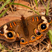 Common Buckeye Butterfly! by rickster549
