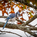 Blue Jay by nicoleweg