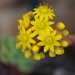 Succulent in flower by katford