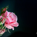 pink rose by ulla