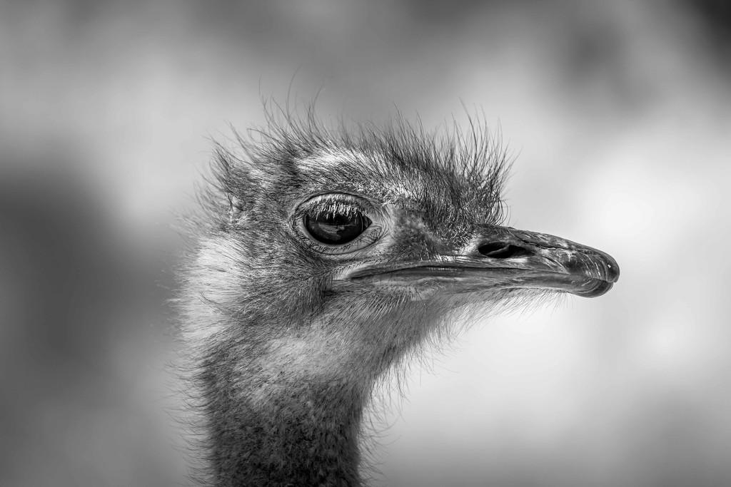 Ostrich! by pusspup